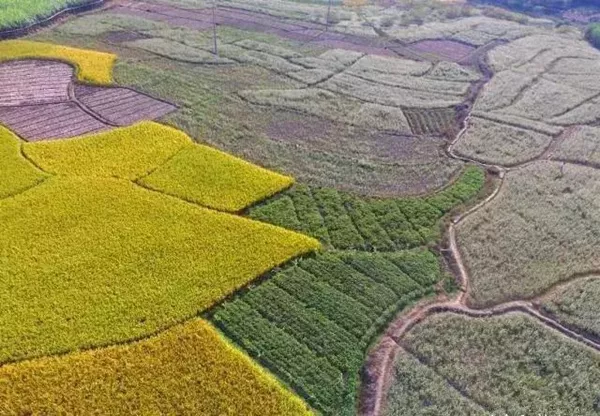 今日菜籽最新价格，绿色之旅的心灵平静探寻